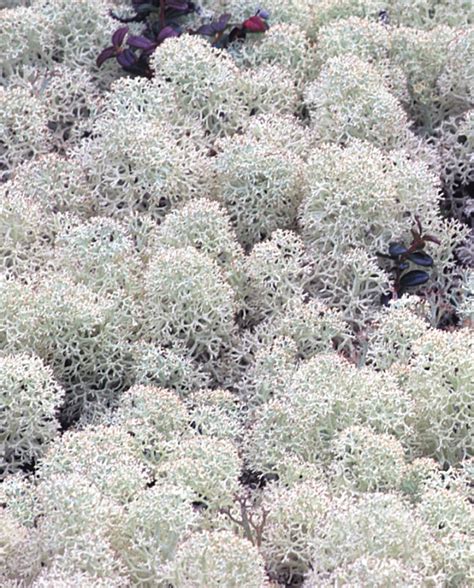 White Moss (Reindeer lichen) | Gwich'in Social & Cultural Institute