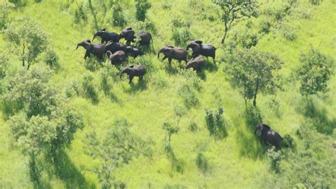 'Catastrophic' elephant poaching at Niassa Reserve in Africa reduced to ...