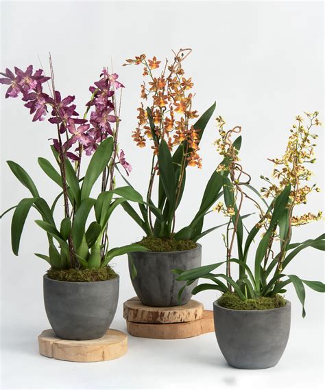 Caring for Orchids and Succulent Gardens - Robertson's Flowers