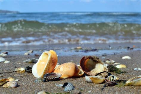 Azov Beaches Stock Photos - Download 122 Royalty Free Photos