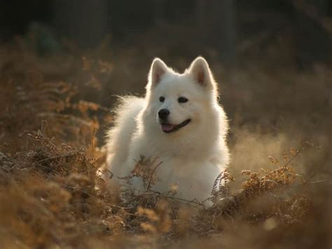 ANJING SAMOYED : Cara Merawat, Pakan, Harga Jual (Lengkap)