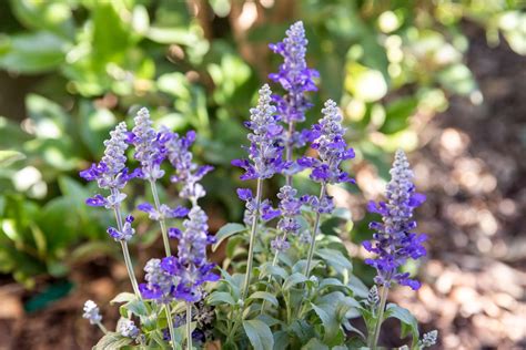 33 Popular Types of Salvia Plants to Grow