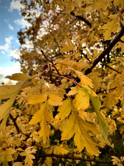 Free Images : golden, autumn, yellow, branch, twig, deciduous, woody plant, sunlight, biome ...