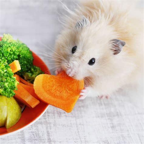 Fluffy Hamster Eating Grains Stock Photo - Image of furry, little: 16917260