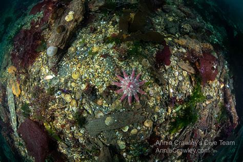 Sea Stars—Starfish—PNW Ocean Life—Species Identification — Edmonds ...