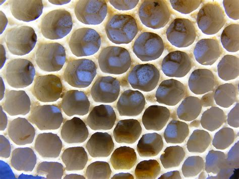Free Images : pattern, line, insect, material, circle, invertebrate, design, mesh, honeycomb ...