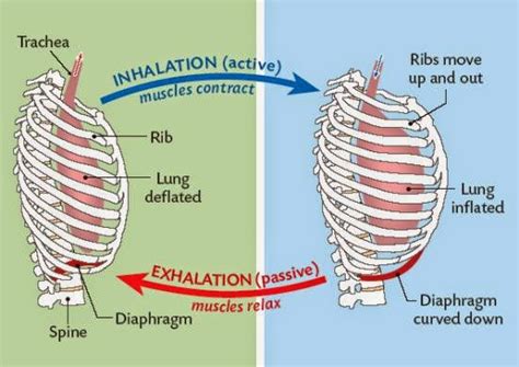 #84 Ventilation, role of intercostal muscles and diaphragm | Biology Notes for IGCSE 2014