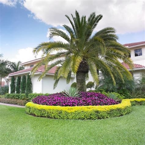 19 Exceptional Ideas To Decorate Your Landscape With Palm Trees