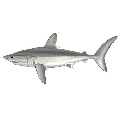 Porbeagle Shark | Sharkpedia