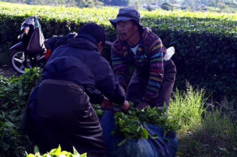 Harvesting Tea Leaves - Free photo on Pixabay - Pixabay