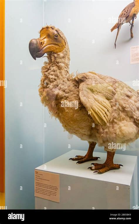 Dodo the natural history museum hi-res stock photography and images - Alamy