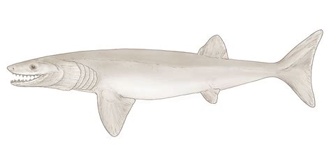 New 326-Million-Year Old Shark-like Fossil Species Named | AMNH