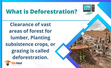 What is Deforestation?-Definition, and Causes of Deforestation