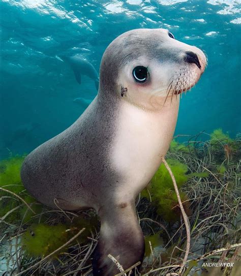 🔥 An endangered Australian sea lion : r/NatureIsFuckingLit