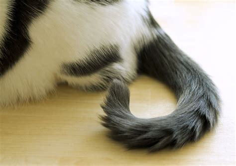 Do cats dislike having their tails petted? Learn the opinion of a research team