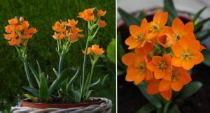 Orange Star Plant (Ornithogalum Dubium): Care and Growing Guide (Pictures)