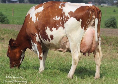 Aussie Reds | Australian Red Dairy Breed - Photo Gallery | Dairy breeds, Dairy cows, Cow photos