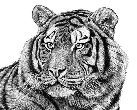 Small Siberian Tiger Animal Art Print Pen Ink Drawing - Etsy Canada