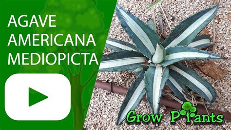 Agave americana Mediopicta - grow & care (Century Plant) - YouTube