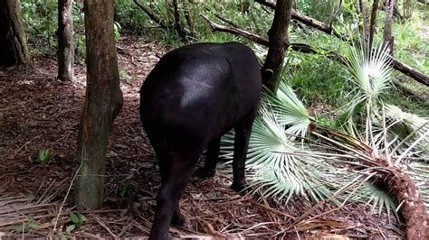 Belize Zoo Tapir in 4K - YouTube