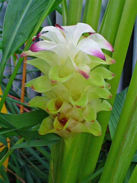 Tumeric (Curcuma_longa) flower. Rhizomatous herbaceous perennial plant of the ginger family ...