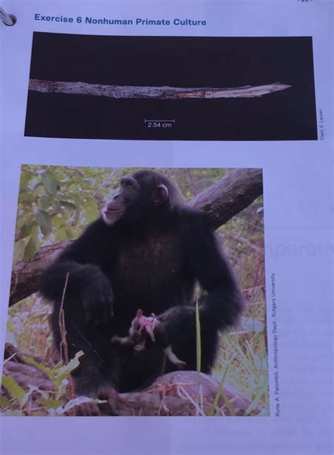 Solved 298 LAB 11 | Primate Behavior EXERCISE 6 NONHUMAN | Chegg.com