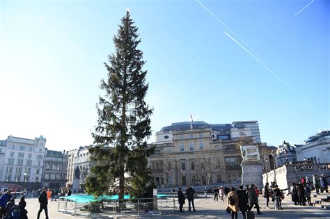 Trafalgar Square Christmas tree: 21m Norwegian spruce criticised as 'anaemic' and 'droopy'