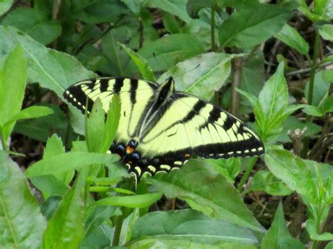 Swallowtail (2) | Naturally Ottawa