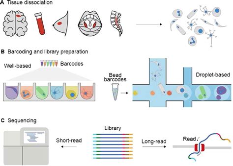 Single-cell sequencing – promises and challenges for human genetics - Duniata.com