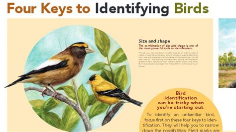 Four Keys to Bird Identification | All About Birds