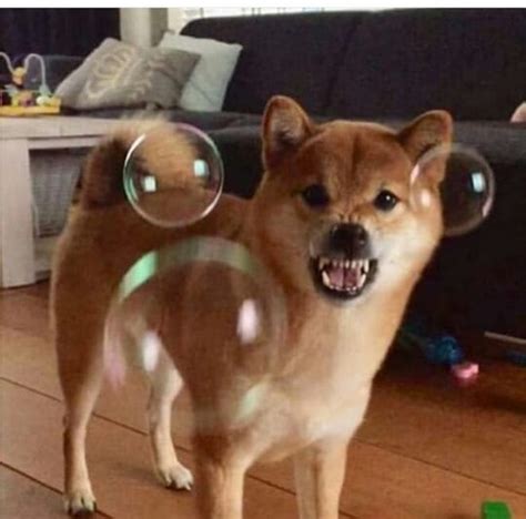 15 Funny Shiba Inu Pictures To Make Your Day - PetPress