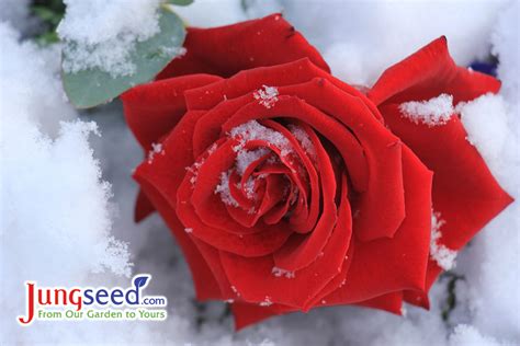 Winter Care for Roses | Jung Seed’s Gardening Blog