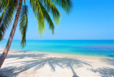 Free download Beach reflection landscape palm tree sea wallpaper [2946x2000] for your Desktop ...