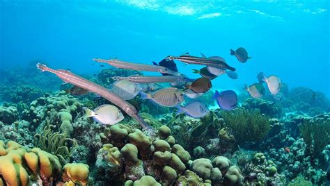 Trumpetfish: Habitat and Characteristics - My Animals