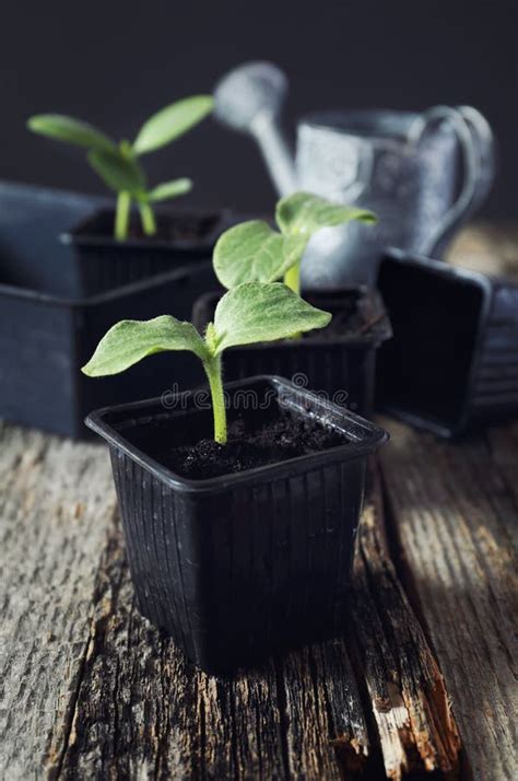 Sprouting pumpkin seeds stock photo. Image of planting - 69223786