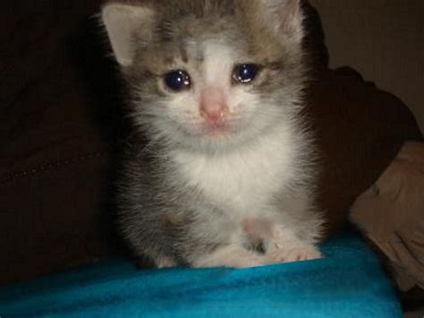 The original picture | Crying Cat | Know Your Meme