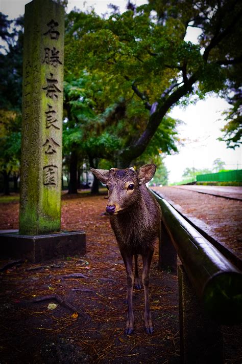 Deer in Nara Park on Behance