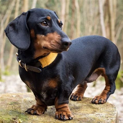 Pin by Людмила on Самый верный друг... | Dachshund breed, Dachshund puppies, Dachshund dog