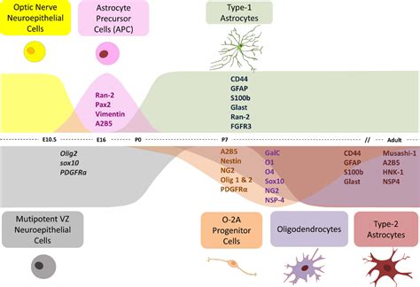 Development of astrocytes in the vertebrate eye. | Semantic Scholar