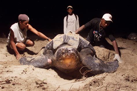 Fishing Group Wants World's Largest Sea Turtle off Endangered Species ...