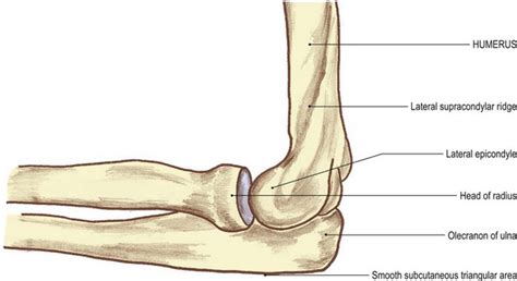 Supracondylar Ridge Of Humerus