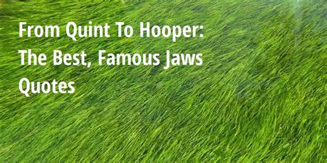 From Quint To Hooper: The Best, Famous Jaws Quotes - Big Hive Mind