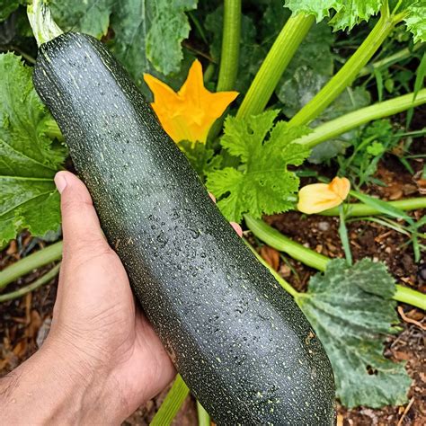 Buy Green Zucchini Seeds - Chilli Blossom Farm