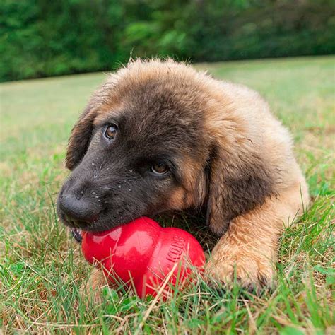 Kong Dog Toys: 3 Ways They Can Improve Your Dog's Dinner | Mad Paws