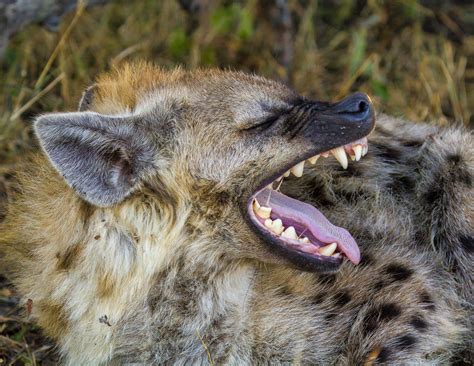 Spotted Hyena Snarl by John Mead - Photo 43533162 / 500px