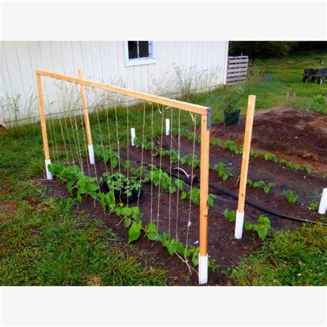 Pin by Elizabeth Singler on Gardeninspiration | Bean trellis, Green ...