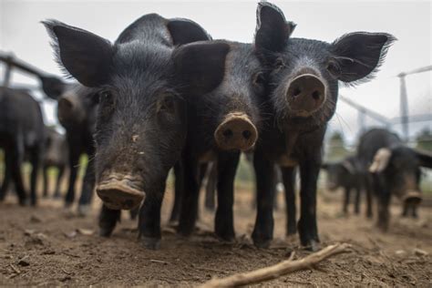 Pigs Free Stock Photo - Public Domain Pictures