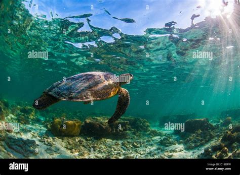 Turtle For Sale Queensland at Antonio Collier blog