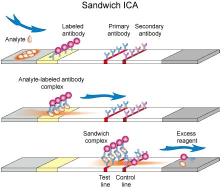 Immunochromatography Guide - Creative Diagnostics