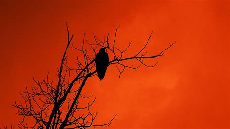 Download wallpaper 1920x1080 tree, bird, silhouette, sunset, orange ...